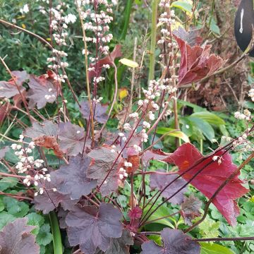 Heuchère - Heuchera Dark Magic