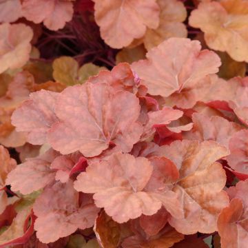 Heuchère - Heuchera Timeless Orange