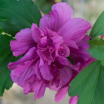 Hibiscus syriacus Freedom - Althéa