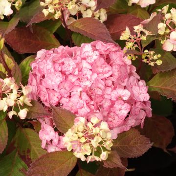 Hortensia - Hydrangea serrata Precioza