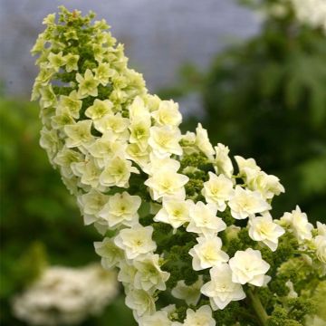 Hortensia à feuilles de chêne - Hydrangea quercifolia Gatsby Star