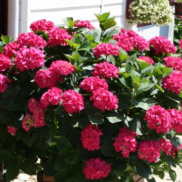 Hortensia macrophylla King George V en pot de 2l/3l