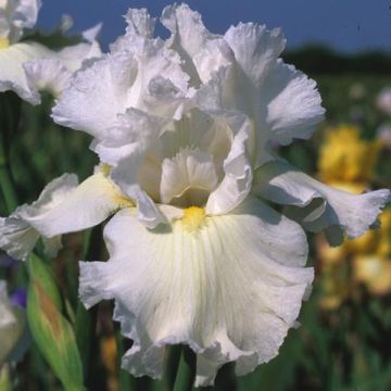 Iris des jardins 'Immortality'  Fleurs blanches, Jardins, Jardins blancs