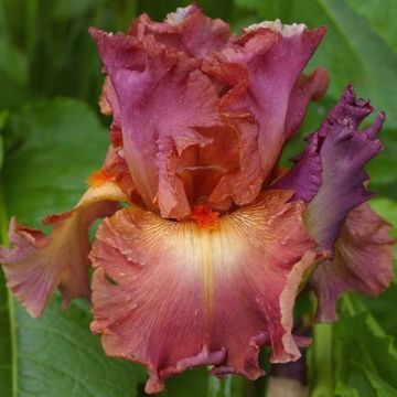 Iris germanica Dame de Coeur