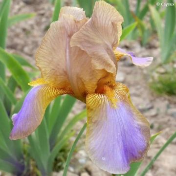 Iris germanica Evolution - Iris des Jardins