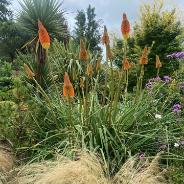 Kniphofia uvaria