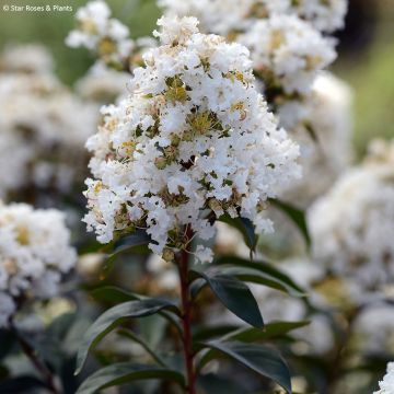 Lagerstroemia Enduring White - Lilas des Indes