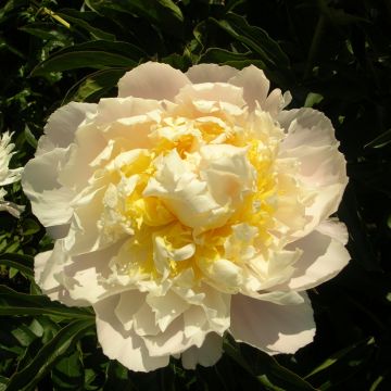 Pivoine lactiflora Cheddar Cheese