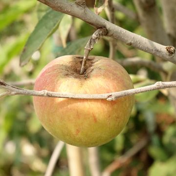 Pommier Cox Orange - Malus domestica