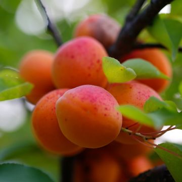 Abricotier Early Orange - Prunus armeniaca
