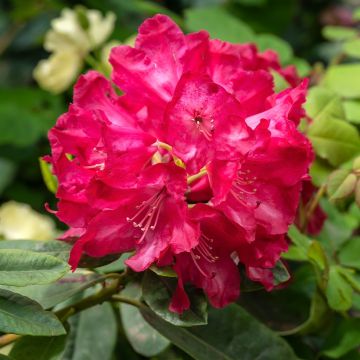 Rhododendron hybride Inkarho Diderk