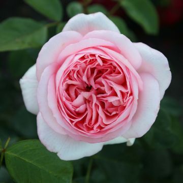 Rosier à grandes fleurs Les Années Folles Bobino