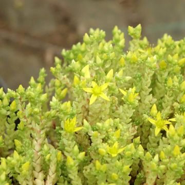 Sedum acre Yellow Queen - Orpin jaune