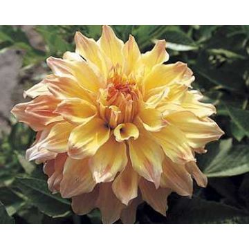 Dahlia Shirley Jan