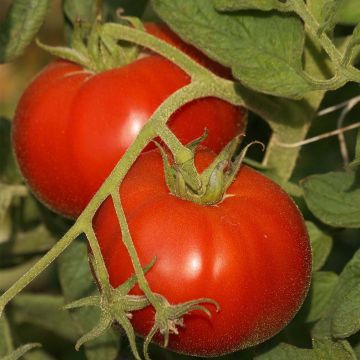 Tomate Saint Pierre - Graines Bio - Ferme de Sainte Marthe