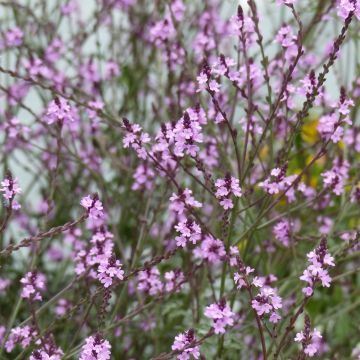 Verbena officinalis Bampton - Verveine officinale