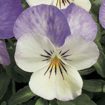 Viola Cornuta Azur Wing