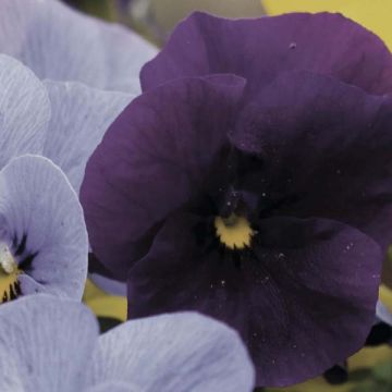 Viola Cornuta Violet