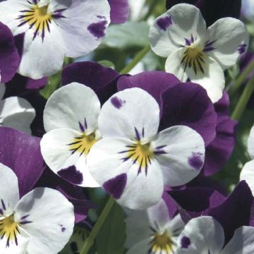 Viola Cornuta White Jump Up