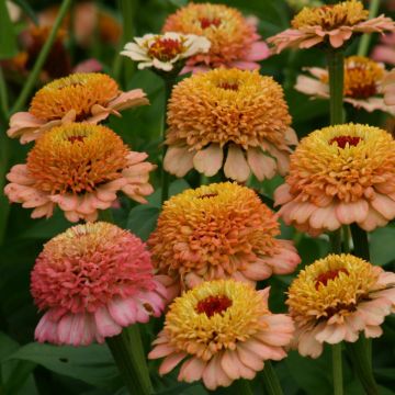 Graines de Zinnia elegans Zinderella Peach