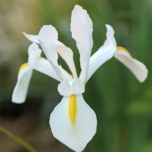 Iris de Hollande White Excelsior