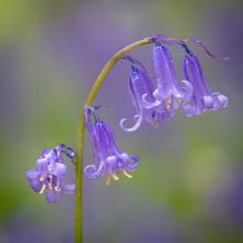 Jacinthes des Bois ou Scilles Nutans