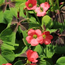 Oxalis deppei - Faux trèfle à quatre feuille