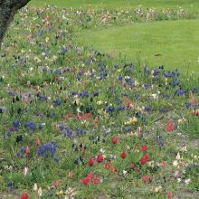 Esprit Jardin En Liberté 150 bulbes