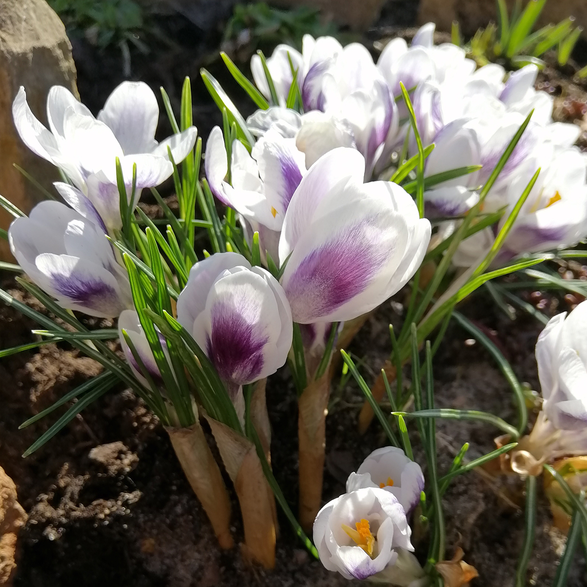 crocus prins claus bulbes à fleurs blanc et violet parme