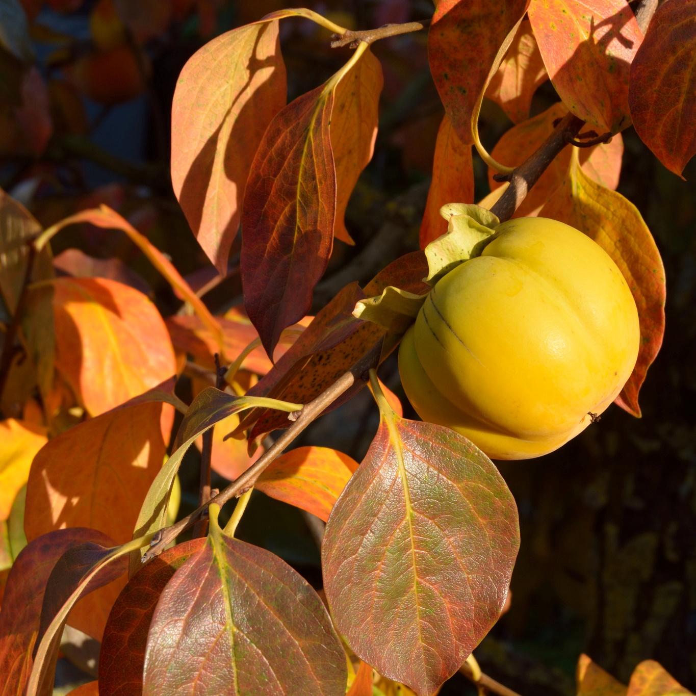 Diospyros Kaki Plaqueminier Arbre à Kaki à Fruits Orangés Comestibles 