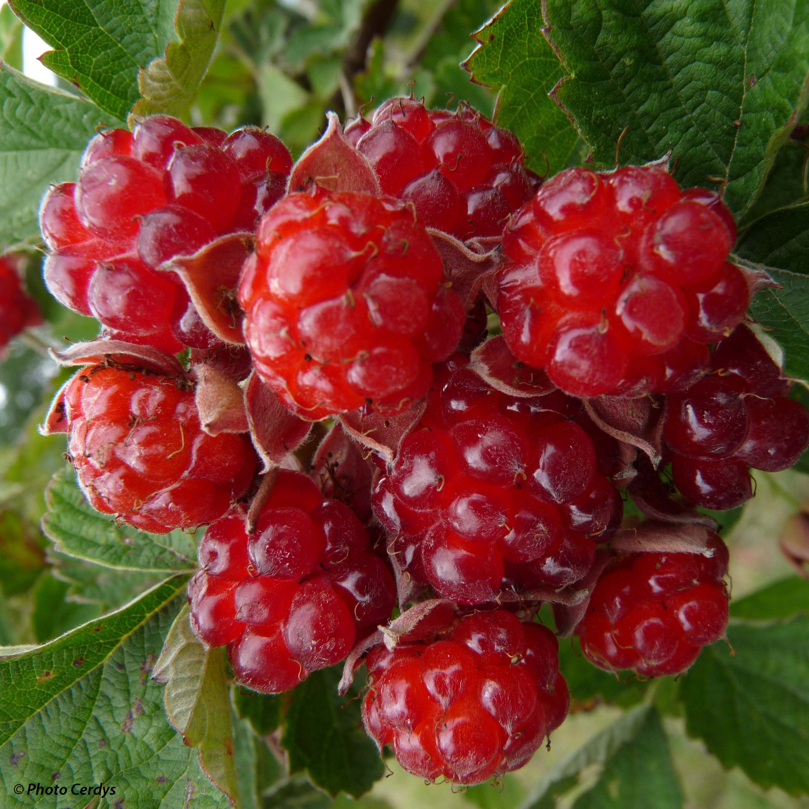 Mûre des jardins Dorman Red Ronce fruitière à fruits rouge brillant