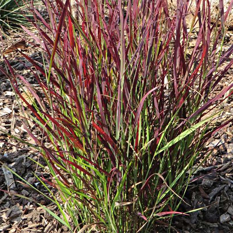 Panicum virgatum Sangria