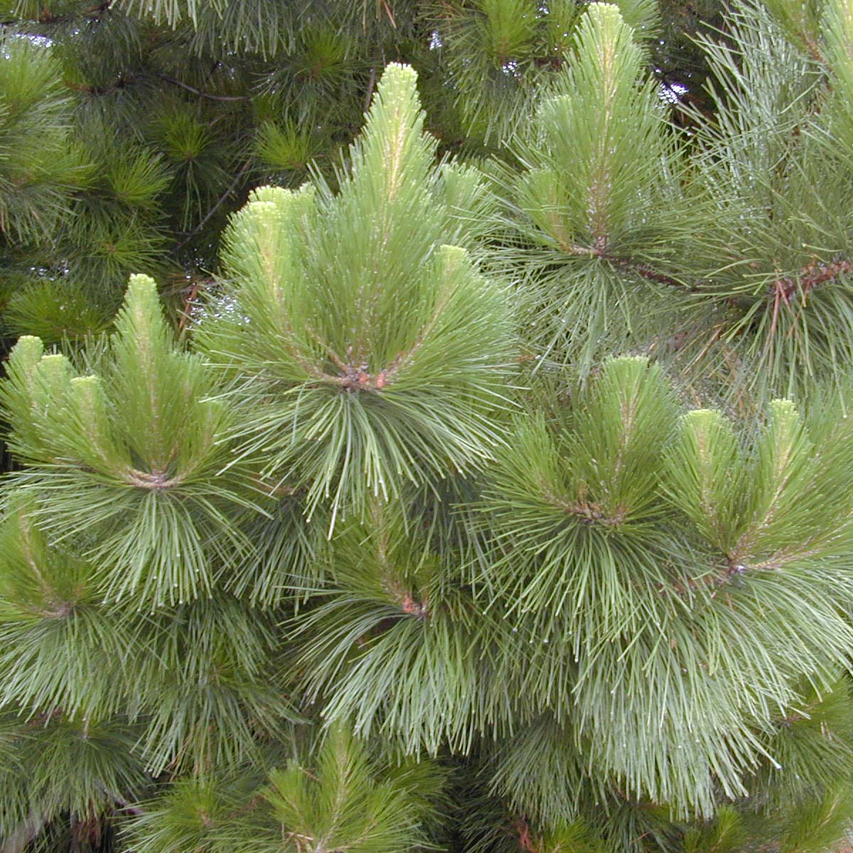 Pin Radiata Ou Pin De Monterey Pinus Insignis à Port Très élégant