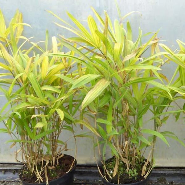 Pleioblastus auricomus Bambou  nain  dor  rustique 