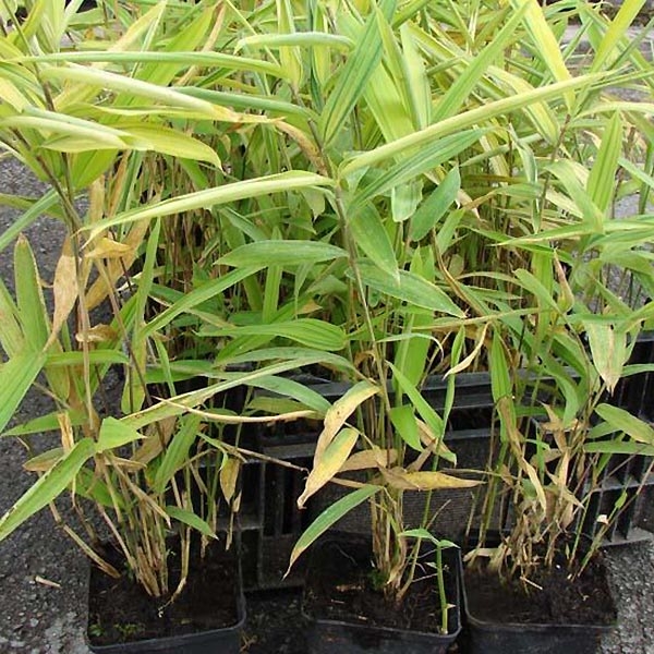 Pleioblastus auricomus Bambou  nain  dor  rustique 