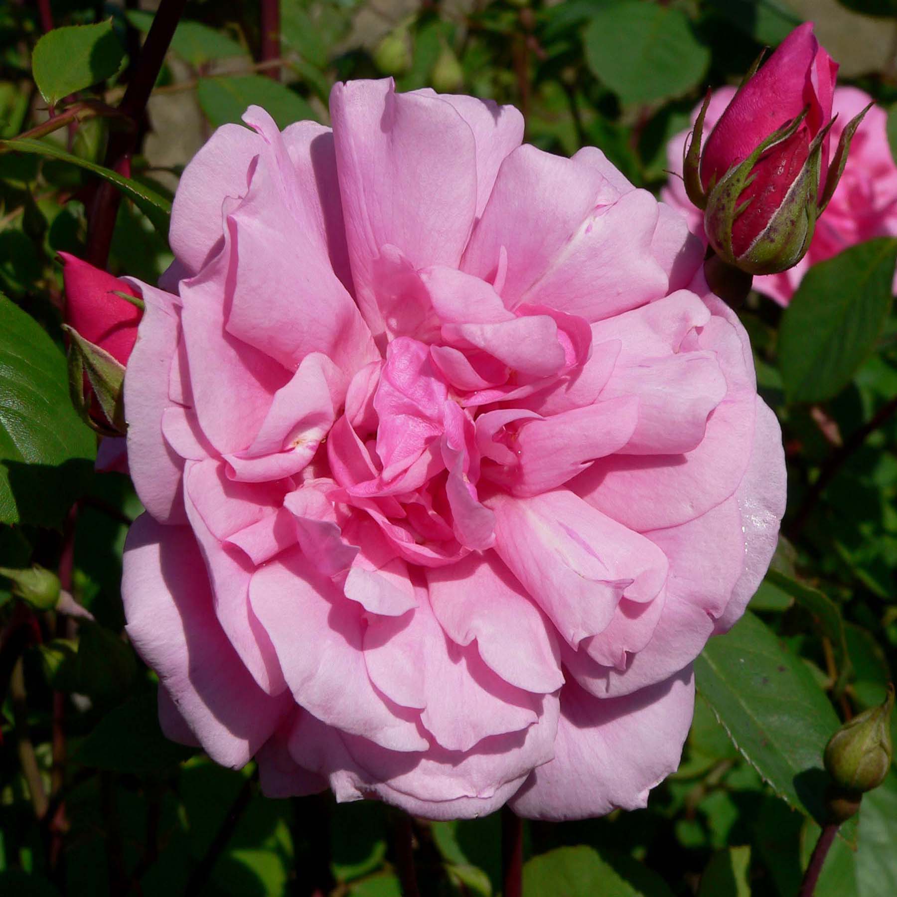 Cecile Brunner роза