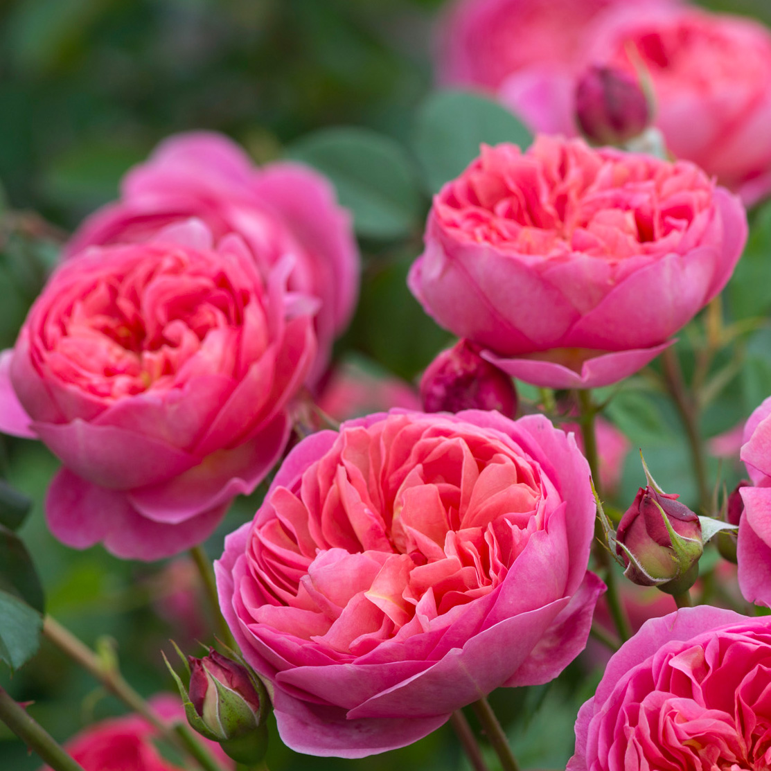 Роза Боскобель в саду
