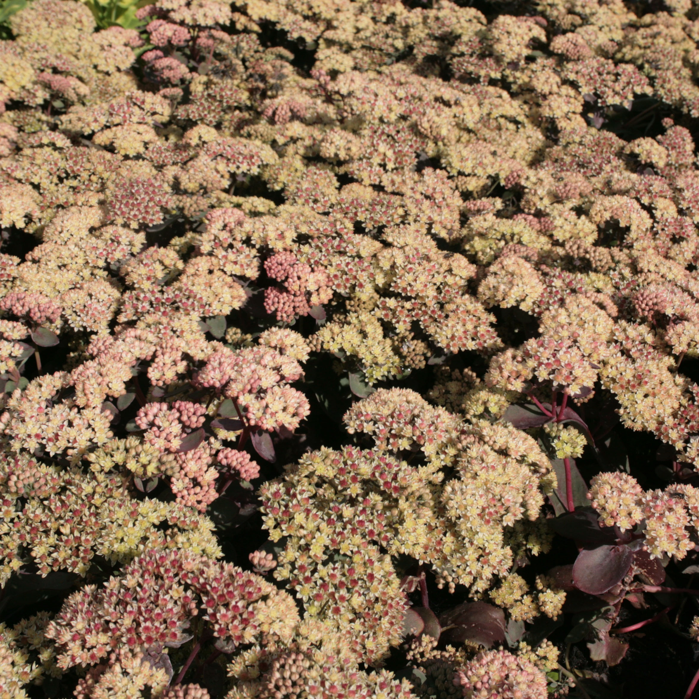 Sedum telephium twinkling Star