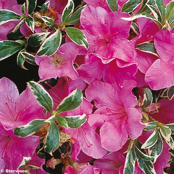 Azalée du Japon Silver Queen Rhododendron à beau feuillage panaché