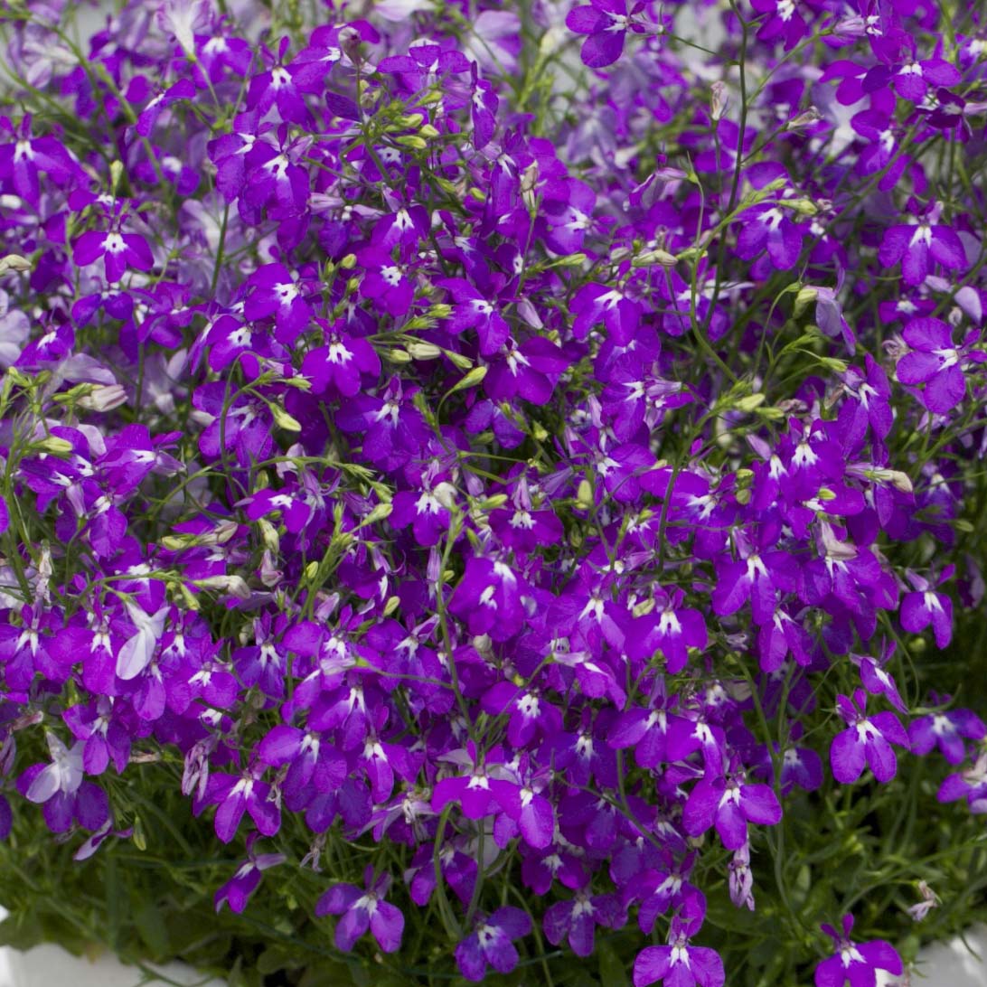 Лобелия Lobelia Purple Star*