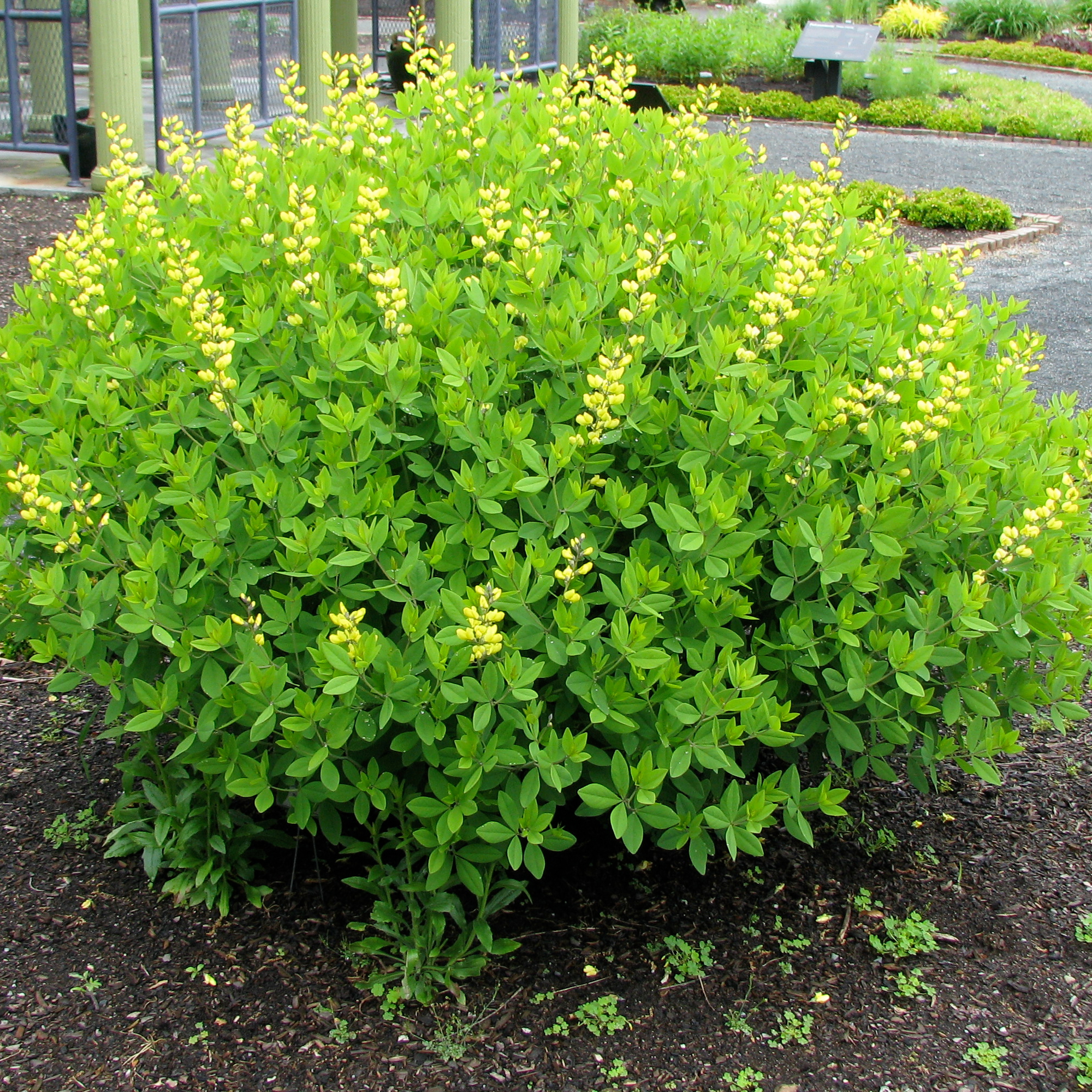 Le Baptisia tinctoria, de courtes grappes de fleurs jaunes.