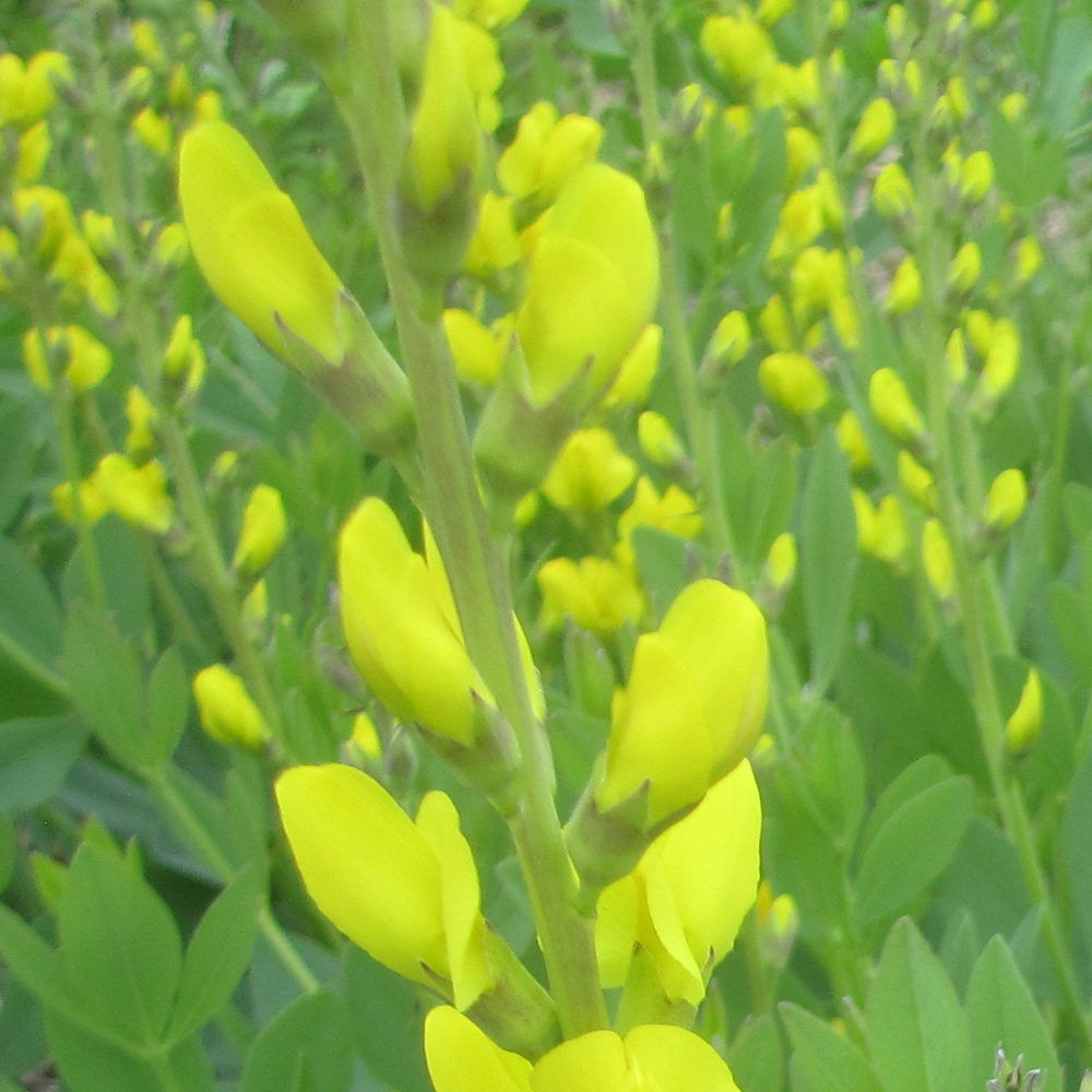 Le Baptisia tinctoria, de courtes grappes de fleurs jaunes.