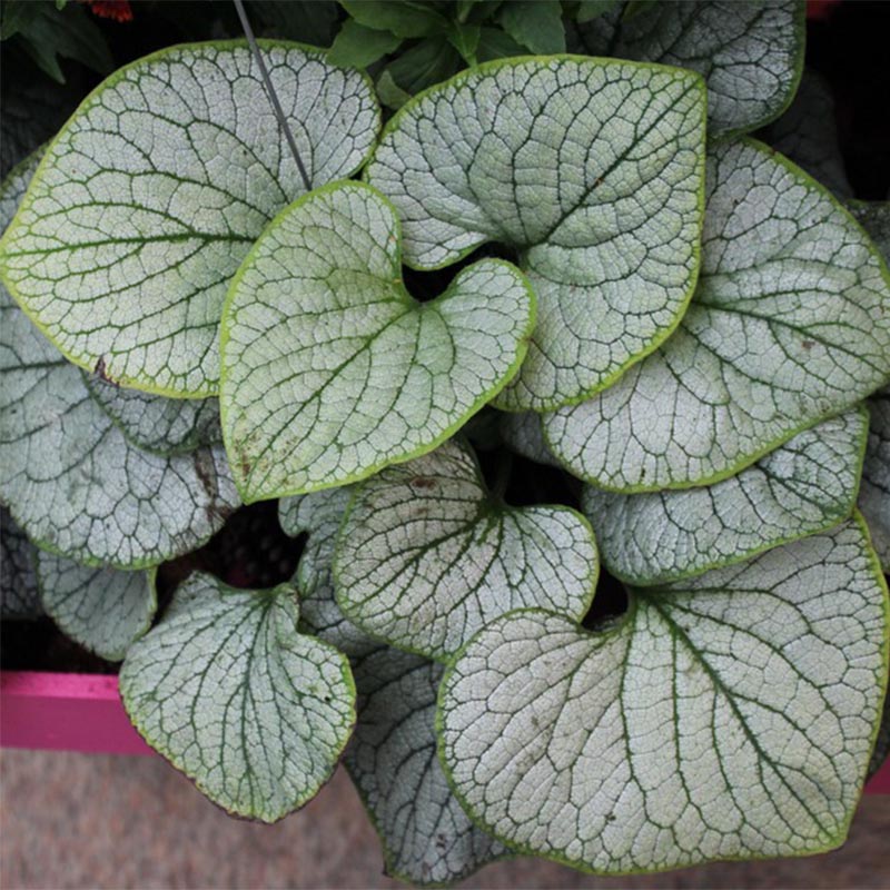 Brunnera macrophylla Silver Heart