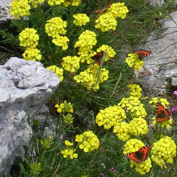 Алиссум горный (Alyssum montanum