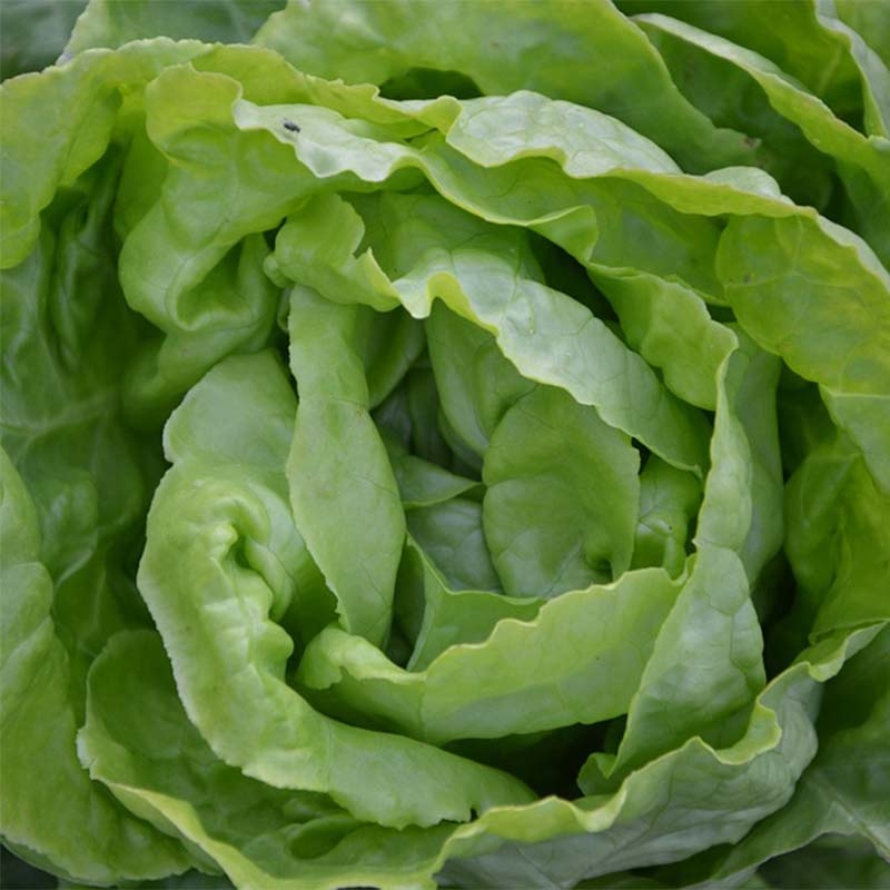 Что такое салат овощ или трава