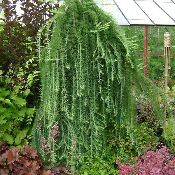 Лиственница японская Пендула (Larix kaempferi pendula)