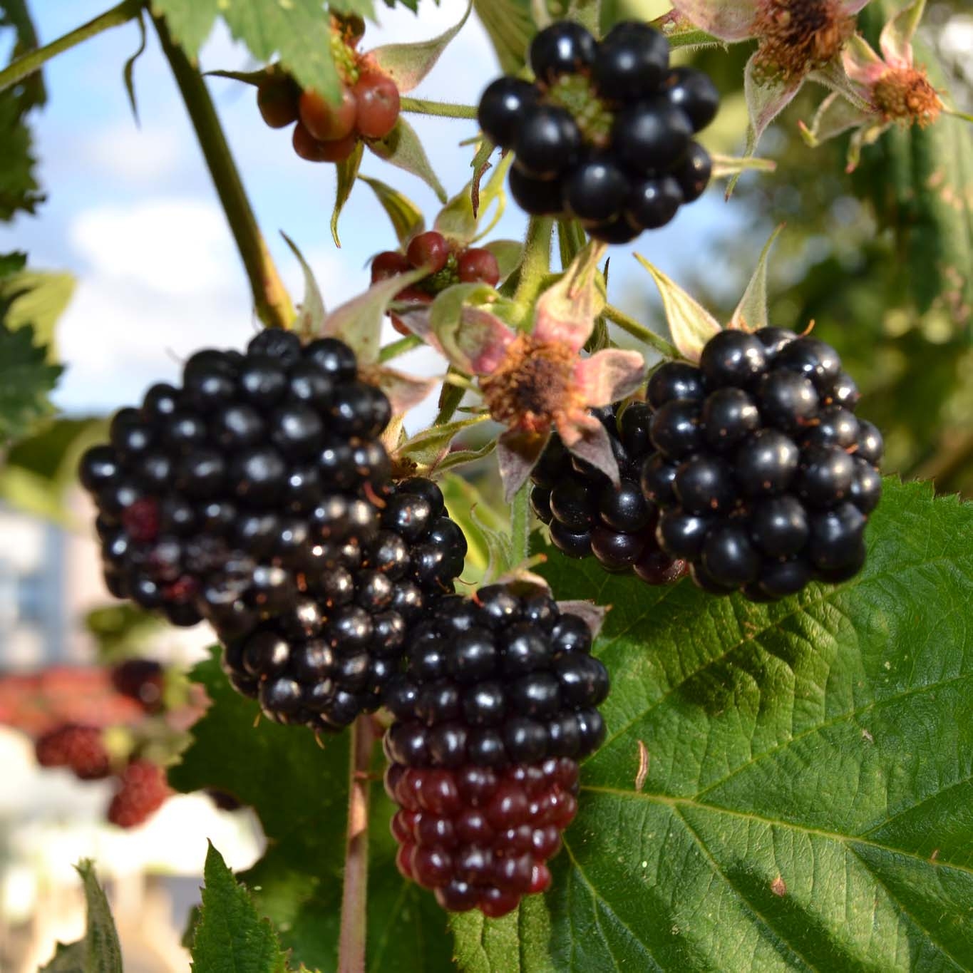 Mûre Dirksen Bio Rubus fruticosus Variété à gros fruits noirs issue