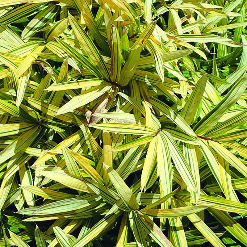 Pleioblastus viridistriatus Vagans Bambou  nain  vert 