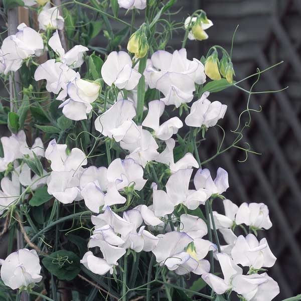 Латирус Lathyrus White