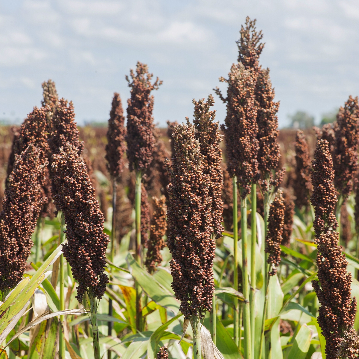 ou Millet noir nigrum Graines NT non traitées